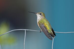 Hummingbird Forces The Return of the Jedis: The Force is strong with hummingbirds - News