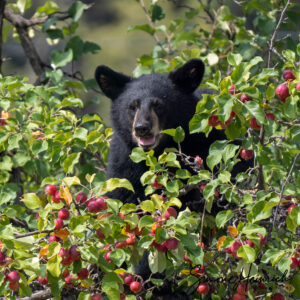 Bears And Trees What Are We Willing To Lose News bears-and-trees-what-are-we-willing-to-lose-news
